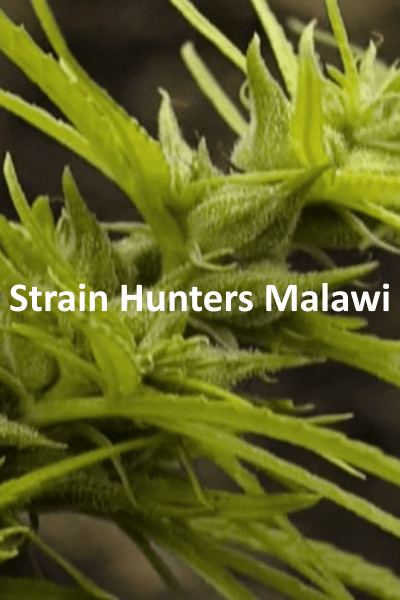 Strain Hunters Malawi I